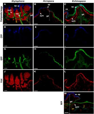 Confocal laser scanning microscopy reveals species-specific differences in distribution of fluorescent proteins in coral tissues